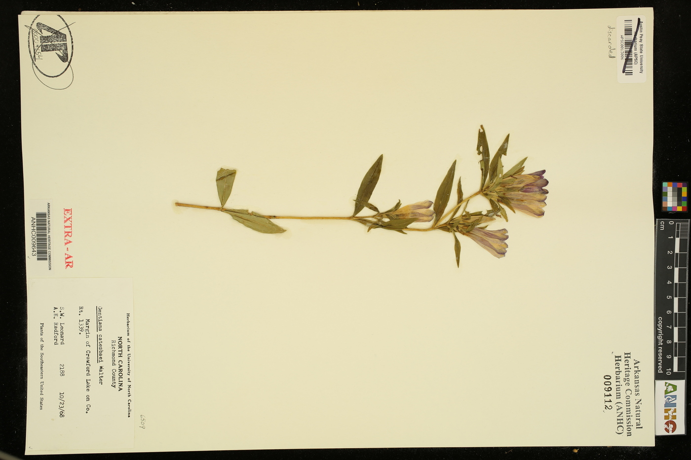 Gentiana catesbaei image