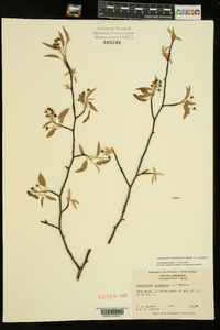 Amelanchier canadensis image