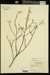 Amelanchier canadensis image