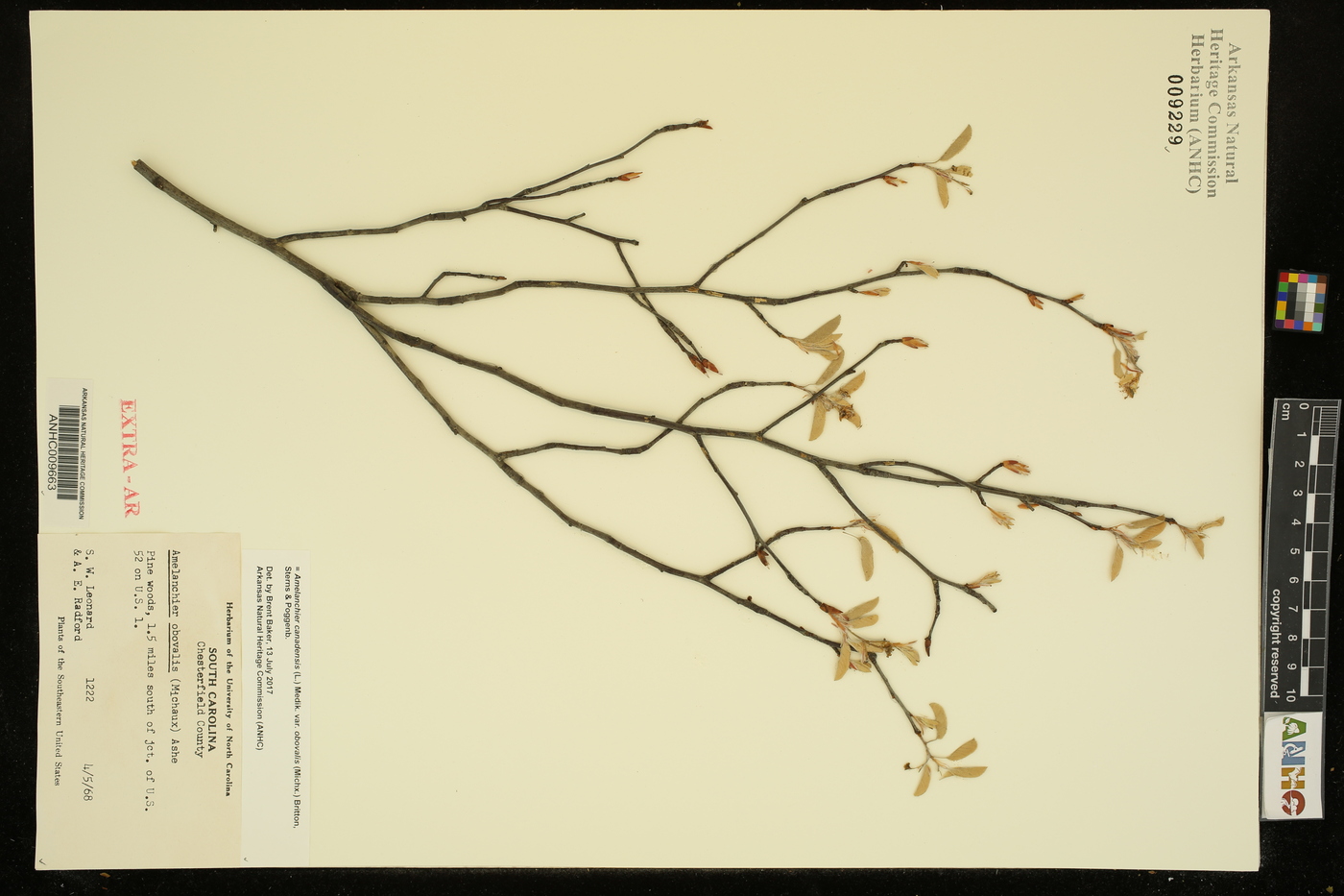 Amelanchier canadensis var. obovalis image