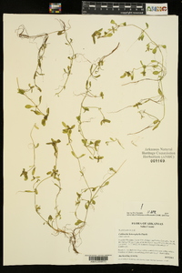 Callitriche heterophylla image