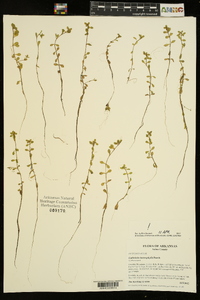 Callitriche heterophylla image