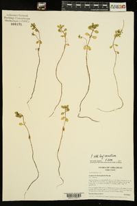 Callitriche heterophylla image