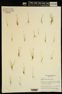 Isolepis pseudosetacea image
