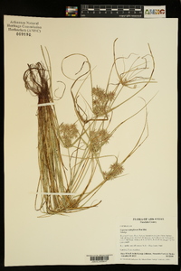 Cyperus retroflexus image