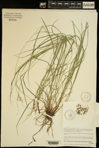 Carex swanii image