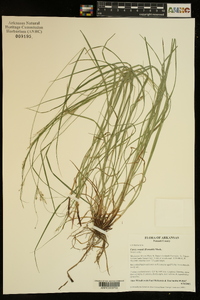 Carex swanii image