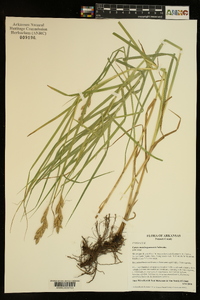 Carex muskingumensis image