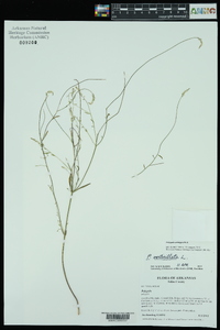 Polygala ambigua image