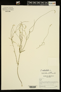 Polygala ambigua image