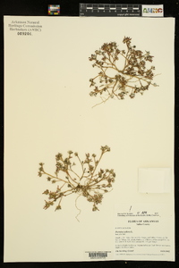 Portulaca pilosa image