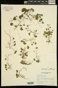 Dichondra carolinensis image