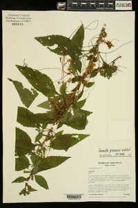 Cuscuta gronovii image