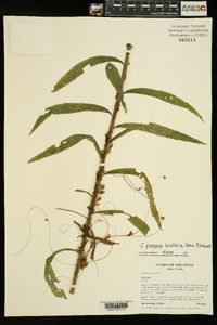 Cuscuta gronovii image