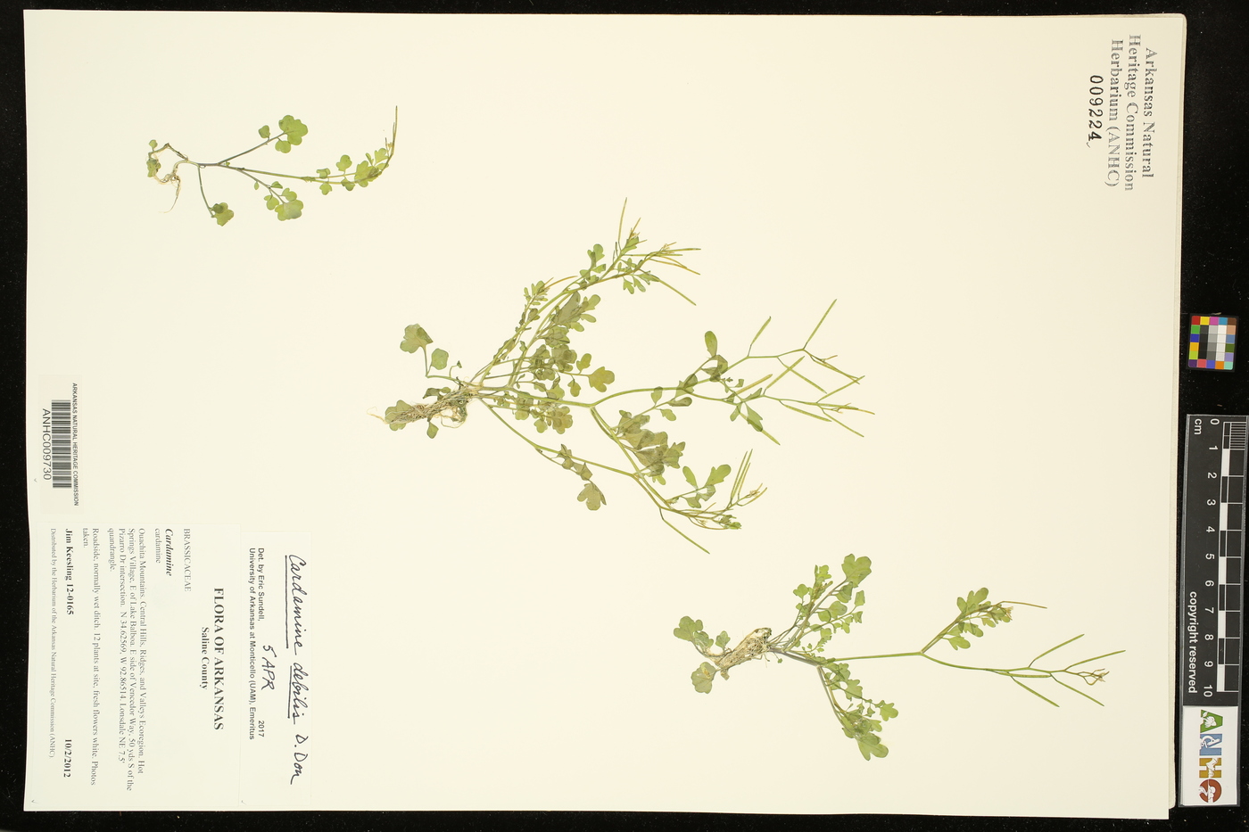 Cardamine debilis image