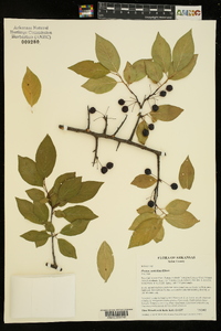 Prunus umbellata image