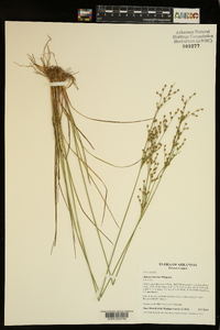 Juncus interior image