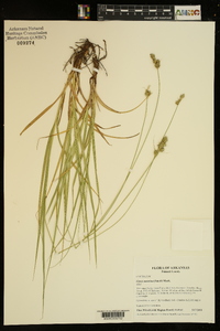 Carex austrina image