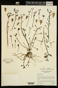 Portulaca oleracea image