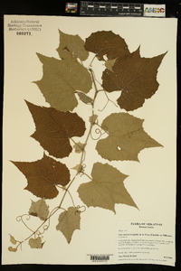 Vitis cinerea image