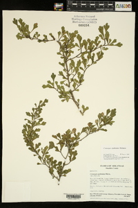 Crataegus spathulata image