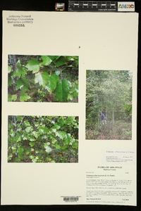 Crataegus phaenopyrum image