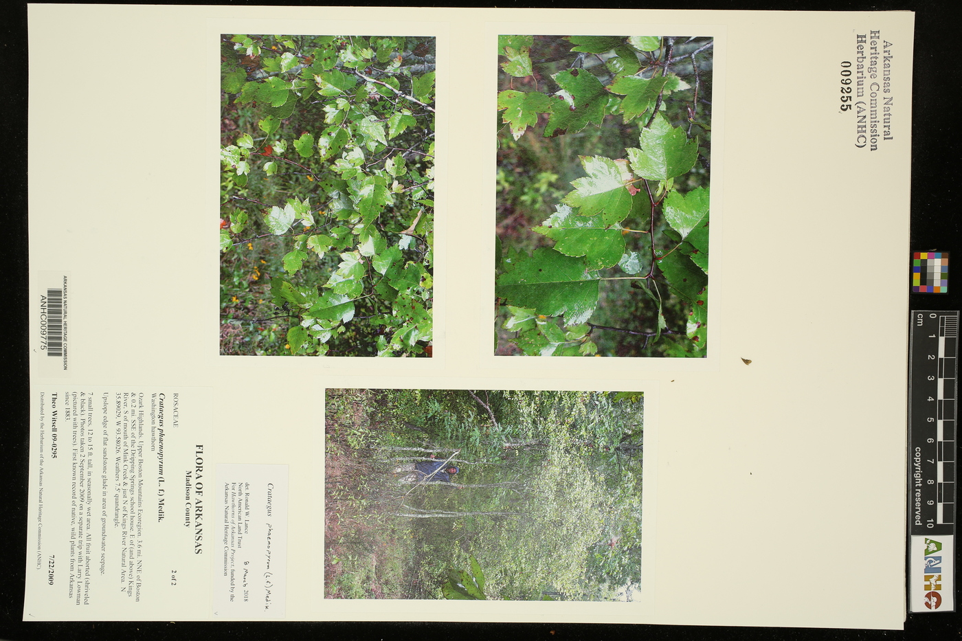 Crataegus phaenopyrum image