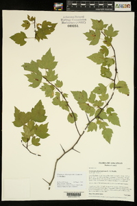 Crataegus phaenopyrum image