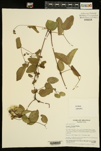 Clematis reticulata image