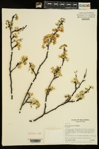 Prunus mexicana image