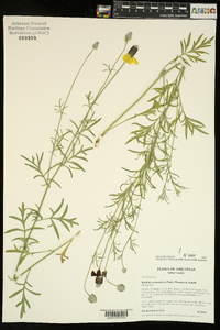 Ratibida columnifera image