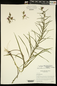 Liatris hirsuta image