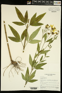 Coreopsis tripteris image