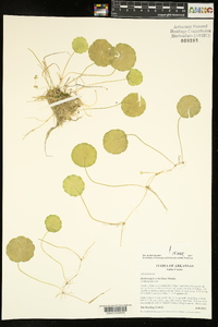 Hydrocotyle verticillata image