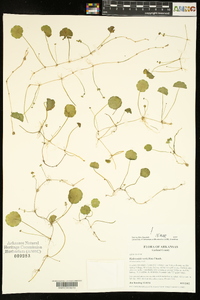 Hydrocotyle verticillata image