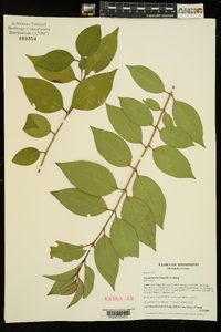 Ligustrum lucidum image