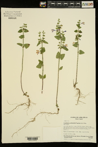 Scutellaria cardiophylla image