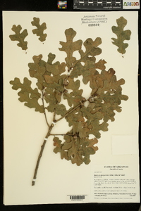 Quercus margaretta image