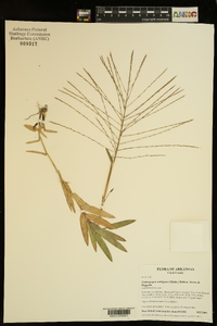 Gymnopogon ambiguus image