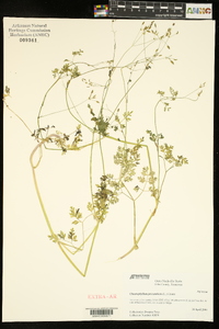 Chaerophyllum procumbens image