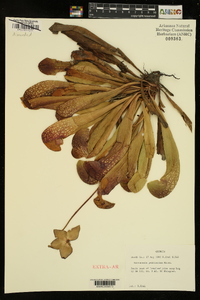 Sarracenia psittacina image