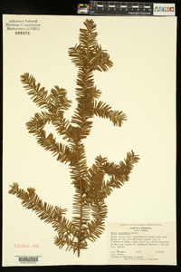 Taxus canadensis image