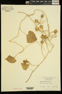 Ipomoea macrorhiza image