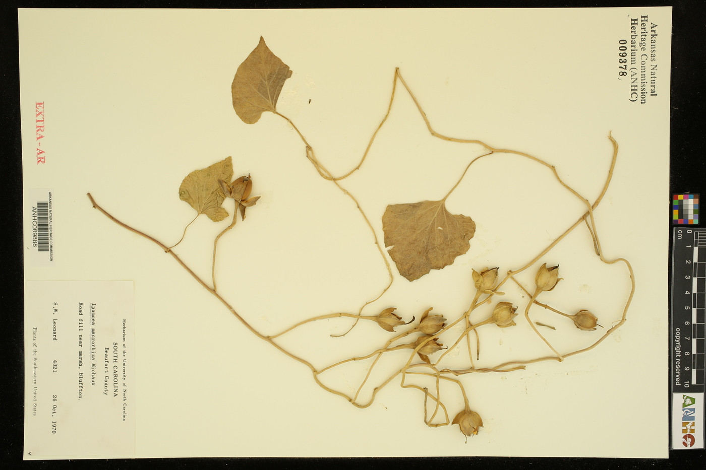 Ipomoea macrorhiza image