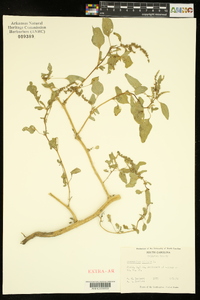 Amaranthus viridis image