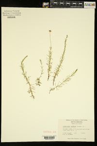 Sclerolepis uniflora image