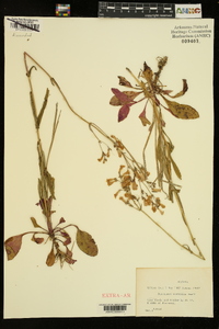 Penstemon australis image