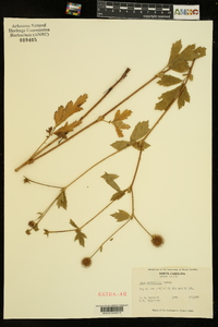 Geum laciniatum image