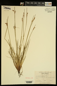 Sisyrinchium mucronatum image