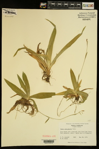 Carex platyphylla image